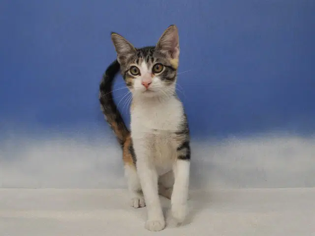 Callie - Domestic Short Hair