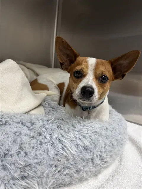 Unknown - Chihuahua