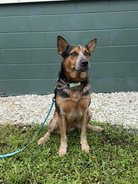 Unknown - Australian Cattle Dog/Blue Heeler