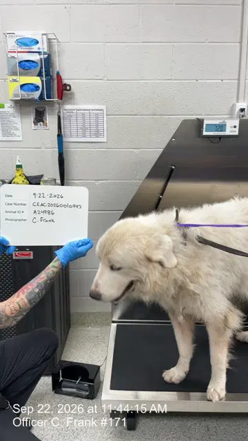 Ralphael - Great Pyrenees