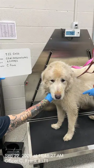 Gabriel - Great Pyrenees