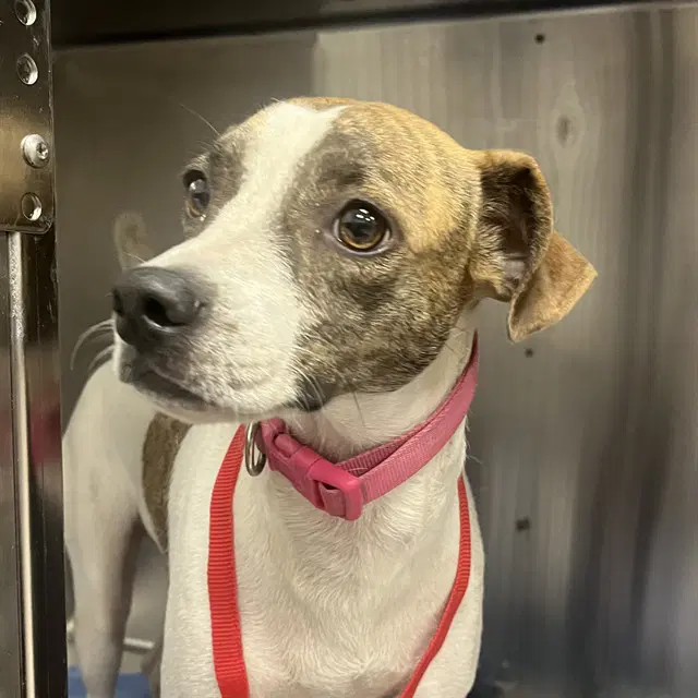 Nala - Jack Russell Terrier (Parson Russell Terrier)