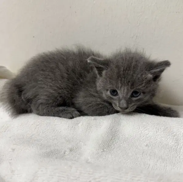 Unknown - Domestic Short Hair