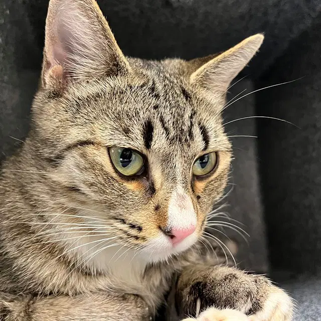 Unknown - Domestic Short Hair