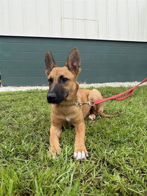 Carlo - German Shepherd Dog