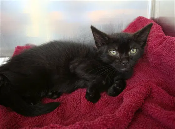 Morticia - Domestic Short Hair