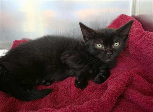 MORTICIA, a cat for adoption from Collier County Domestic Animal Services