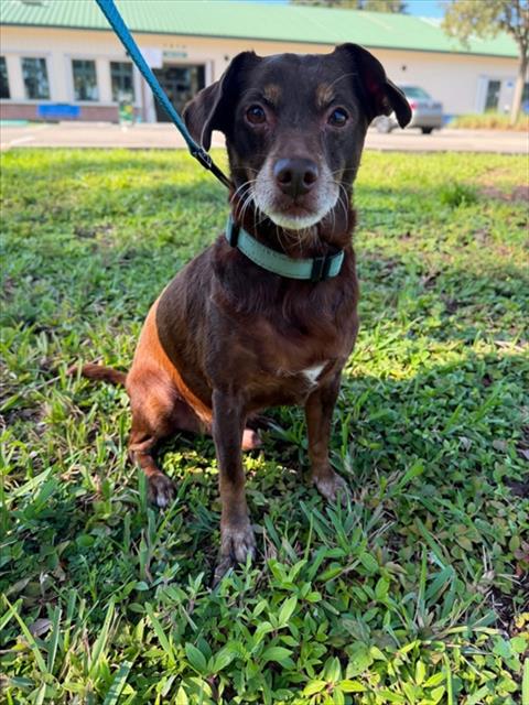 TOBY, a dog for adoption from Collier County Domestic Animal Services
