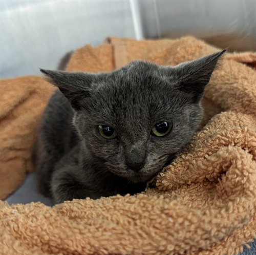 JINXY-BOO, a cat for adoption from Collier County Domestic Animal Services