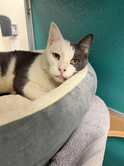 MARTY, a cat for adoption from Collier County Domestic Animal Services