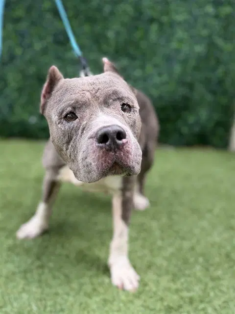 Tilly - American Pit Bull Terrier