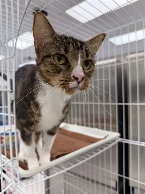 Sylvie - Domestic Short Hair