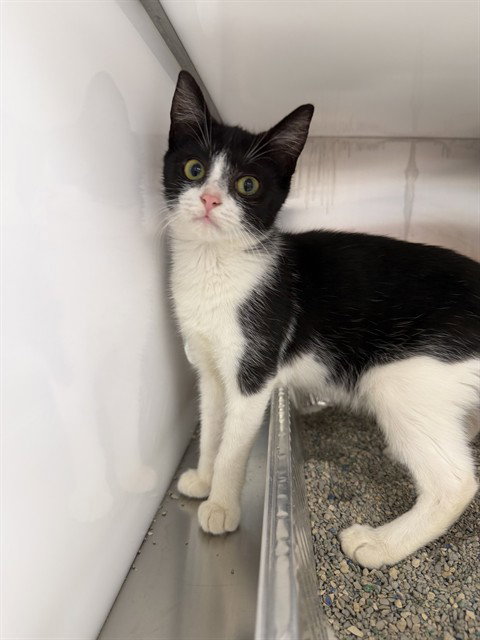 CLEO, a cat for adoption from Collier County Domestic Animal Services