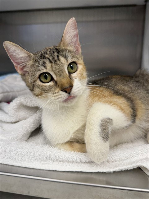 SCARLETT, a cat for adoption from Collier County Domestic Animal Services