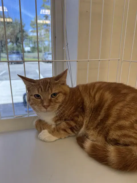 Bob - Domestic Short Hair