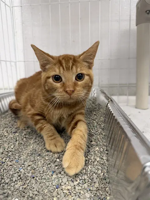 Cheddar - Domestic Short Hair