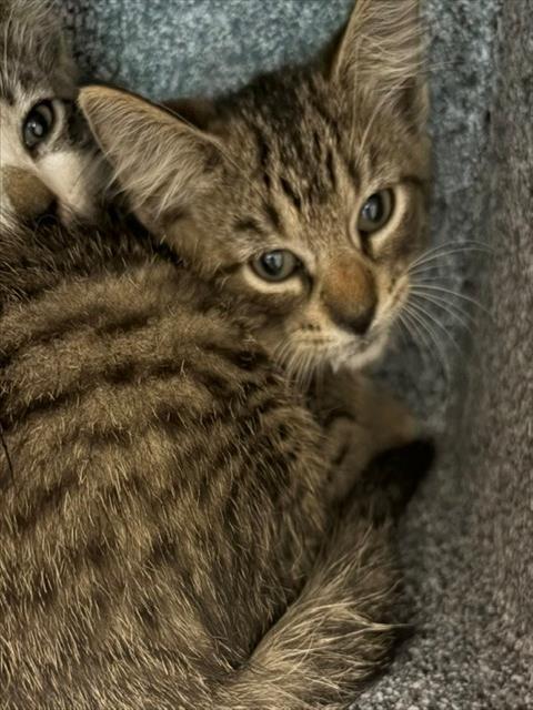 TOPAZ, a cat for adoption from Collier County Domestic Animal Services