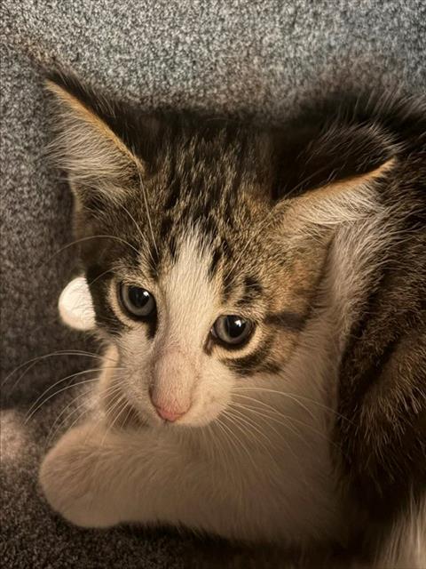 JASPER, a cat for adoption from Collier County Domestic Animal Services