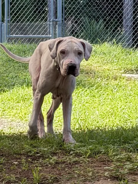 Luna - Dogo Argentino