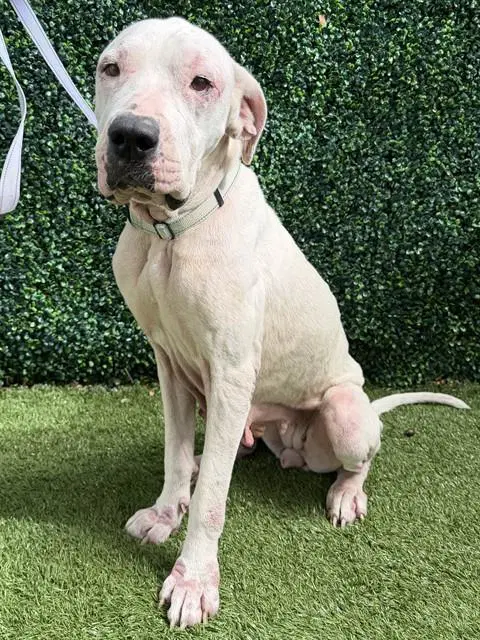 Luna - Dogo Argentino