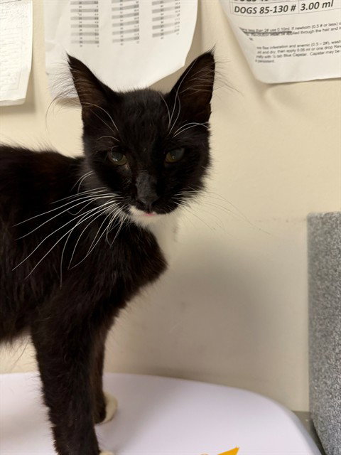 KODAK, a cat for adoption from Collier County Domestic Animal Services