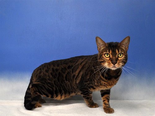 HAZEL, a cat for adoption from Collier County Domestic Animal Services