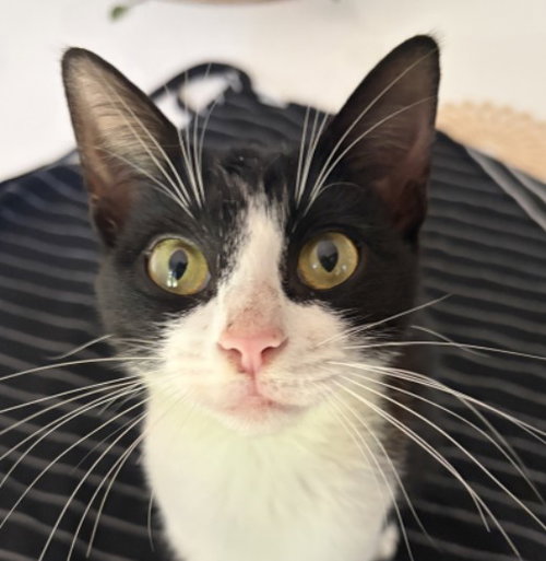 PANDA, a cat for adoption from Collier County Domestic Animal Services