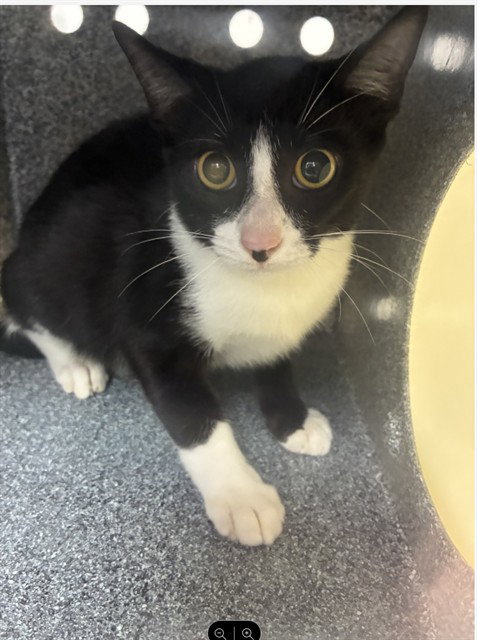 BOOT, a cat for adoption from Collier County Domestic Animal Services