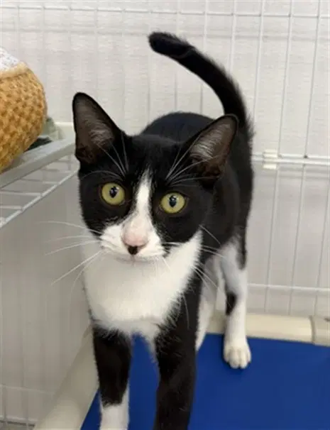 Boot - Domestic Short Hair