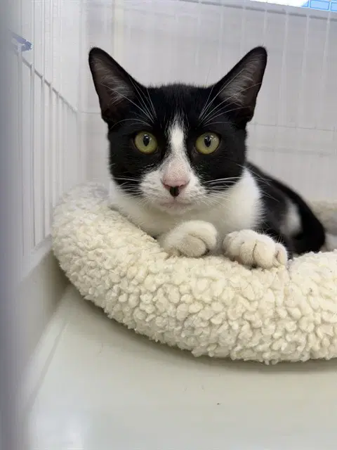 Boot - Domestic Short Hair