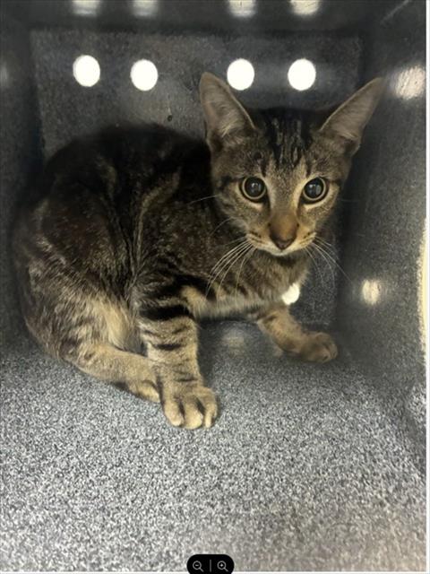 SCOOT, a cat for adoption from Collier County Domestic Animal Services