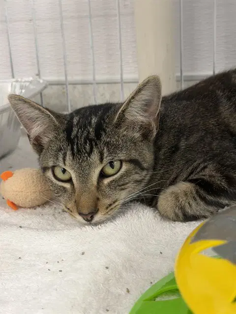 Scoot - Domestic Short Hair
