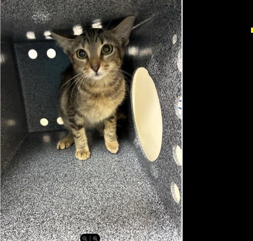 BOOGIE, a cat for adoption from Collier County Domestic Animal Services