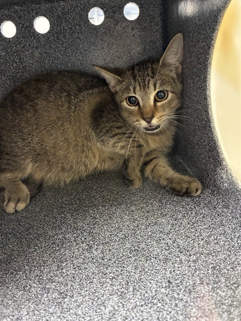 JELLYBEAN, a cat for adoption from Collier County Domestic Animal Services