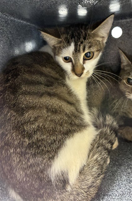 GUMMYBEAR, a cat for adoption from Collier County Domestic Animal Services