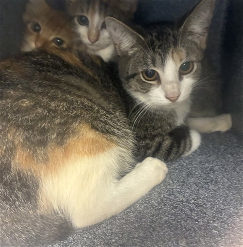 A311752, a cat for adoption from Collier County Domestic Animal Services
