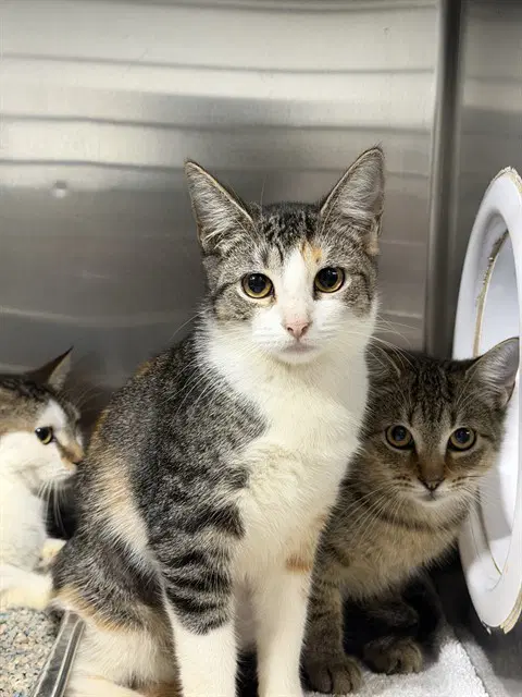 Unknown - Domestic Short Hair