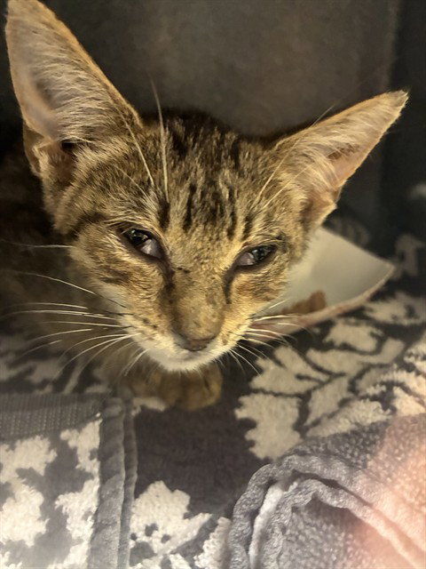 A311761, a cat for adoption from Collier County Domestic Animal Services
