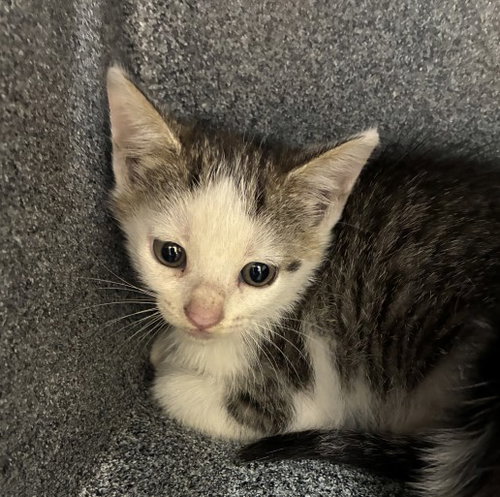 TETRA, a cat for adoption from Collier County Domestic Animal Services