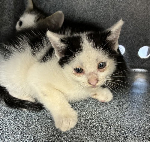 TROUT, a cat for adoption from Collier County Domestic Animal Services
