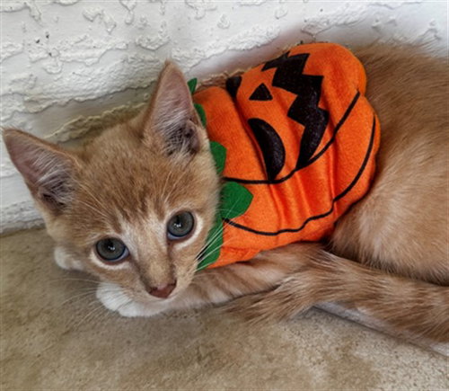PUMPKIN, a cat for adoption from Collier County Domestic Animal Services