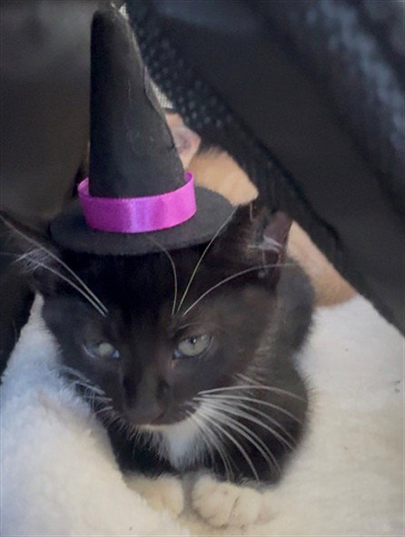 SPICE, a cat for adoption from Collier County Domestic Animal Services