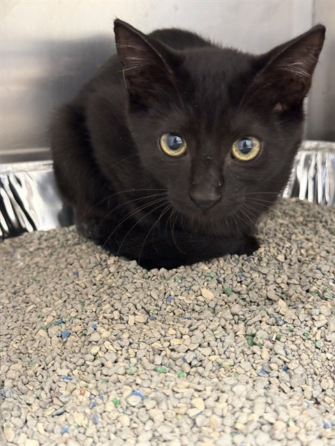 Pinot, Domestic Short Hair