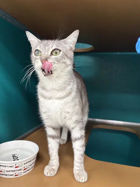 Juniper - Domestic Short Hair