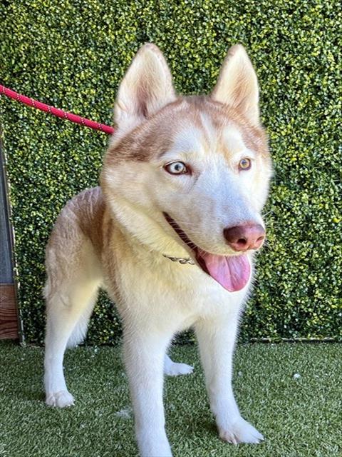 Shiloh, Siberian Husky