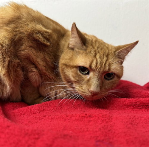 GORDON RAMSEY, a cat for adoption from Collier County Domestic Animal Services