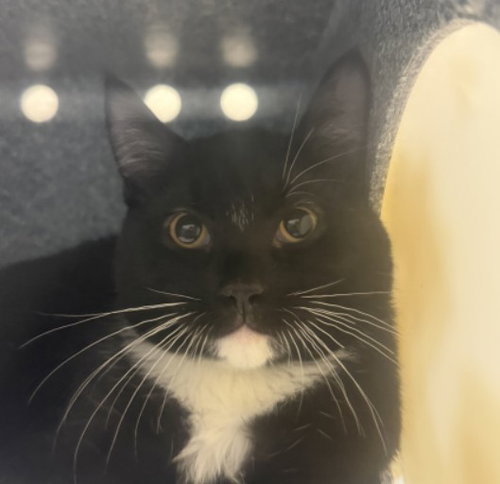 A311596, a cat for adoption from Collier County Domestic Animal Services