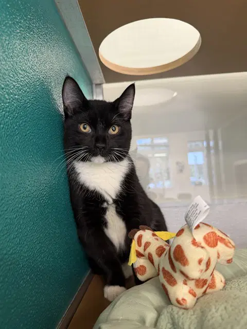 Michael Meyers - Domestic Short Hair
