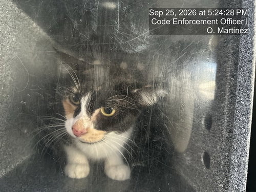 A311661, a cat for adoption from Collier County Domestic Animal Services