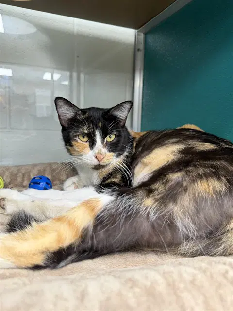 Callie - Domestic Short Hair